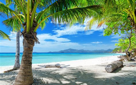 36 Palm Tree Beaches Wallpapers