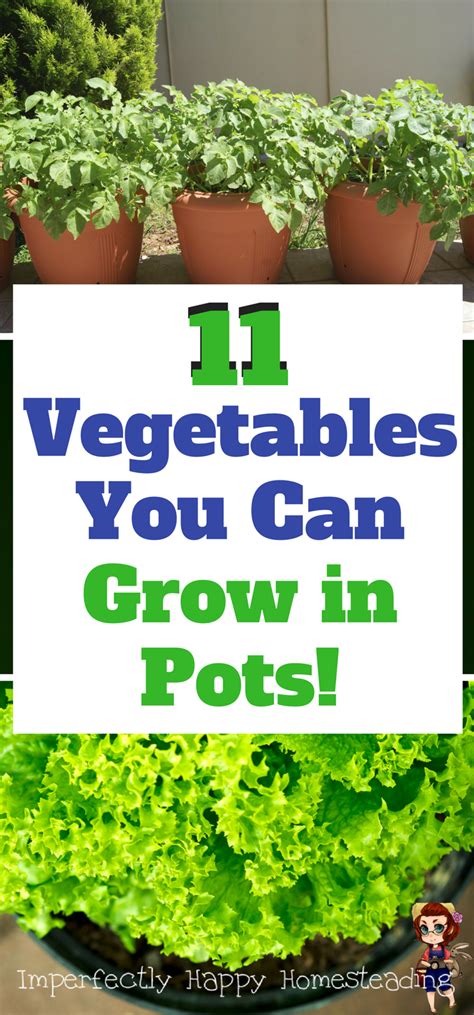 The Best Veggies To Grow In Containers Big Gardening