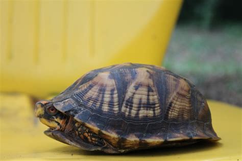 Read more interesting facts and box turtle care tips. Eastern Box Turtle | Our Southern RootsOur Southern Roots