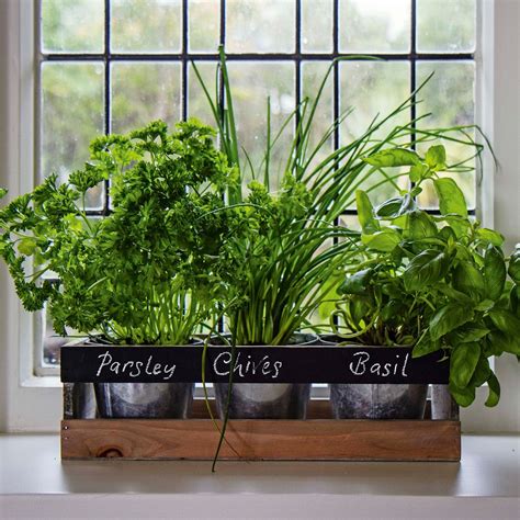 It's fresh scented flavor is a wondrous addition to many cooking styles and cuisines. Eight gorgeous buys for the kitchen - AOL