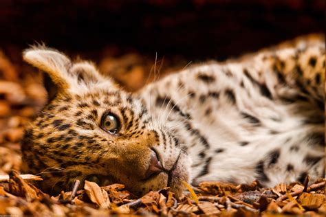 animals, Jaguars, Baby Animals Wallpapers HD / Desktop and Mobile ...