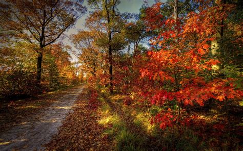 Wallpaper Sunlight Trees Landscape Colorful Leaves Nature Path