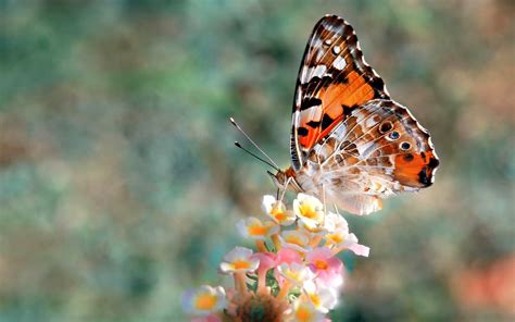 Butterfly Wallpaper ·① Download Free Beautiful Full Hd