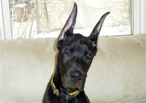 9 Things Your Great Dane Wants To Tell You Sonderlives