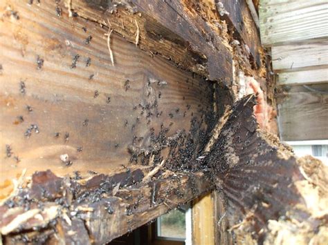 In addition, if you fall into water, snow, or another relatively soft substance, you can treat the fall as though it were 20 feet shorter, or 30 feet shorter if. How do you get rid of termites? Think like a bug