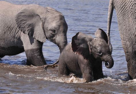 Pin By Carrie Wolfenden On Elephant Elephant Baby Elephants Playing