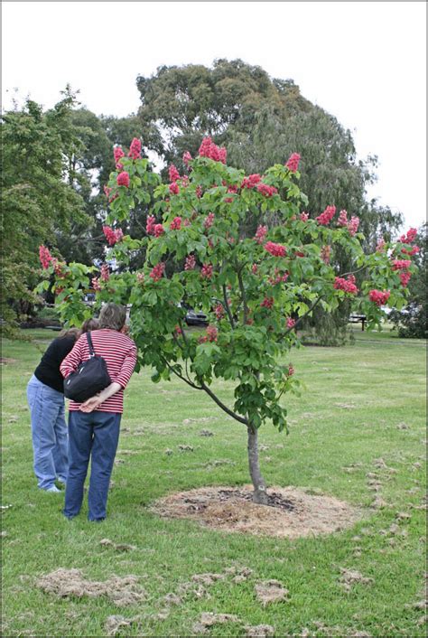 Information on the horse chestnut tree species. PlantFiles Pictures: Aesculus Hybrid, Bottlebrush Buckeye ...