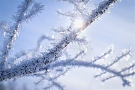 The Sun Shines Through The Branches Of A Tree Covered In Snow Crystals
