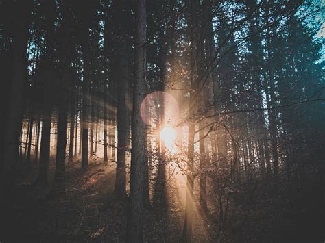 Free Images Tree Nature Forest Branch Winter Light Wood Sun