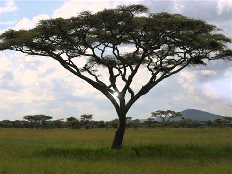 Elephant Grass African Savanna Plants Pets Lovers