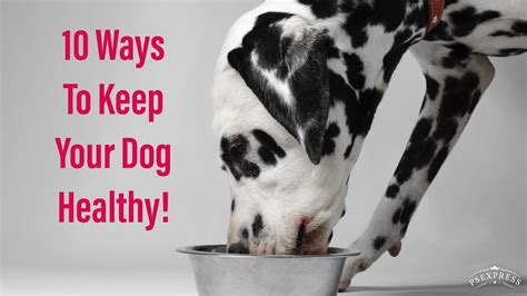 10 Ways To Keep Your Dog Healthy Youtube