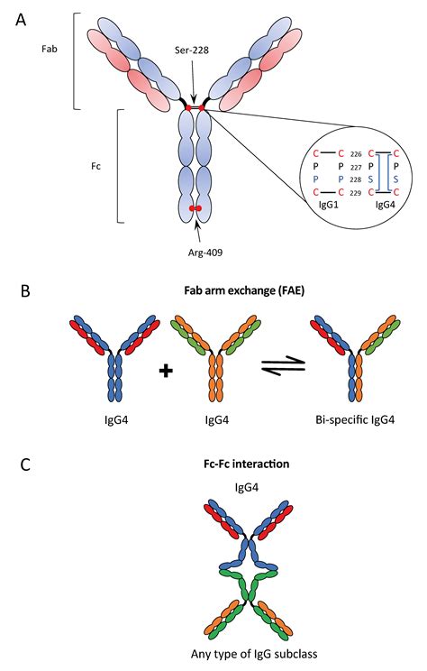 Ijms Free Full Text The Role Of Igg4 In The Fine Tuning Of