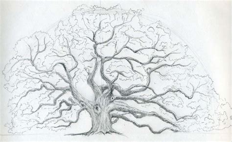How To Draw An Oak Tree Step By Step