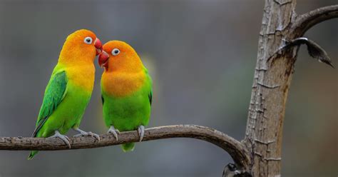 Download Parrot Bird Animal Lovebird Hd Wallpaper