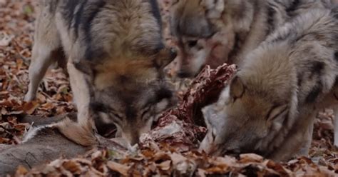 Close Up Shot Of Wolves Feasting On Carcass Horkai Animaltrainingcenter