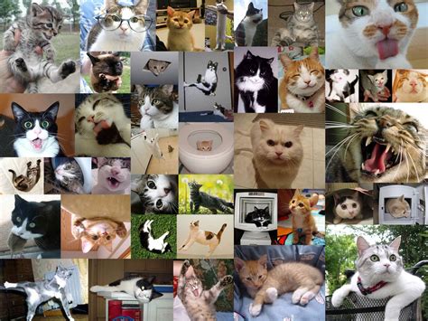Kitteh Overload Cat Collage Beautiful Cats Kittens Cutest