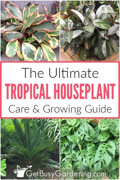 Tropical Houseplant Care Guide How To Grow Tropical Plants Indoors