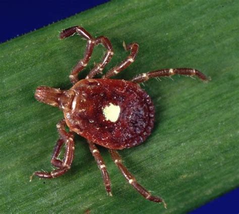 One Bite From A Lone Star Tick Makes You Allergic To Red Meat For Life