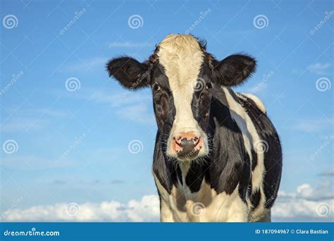 Black And White Cow Gentle Look And Front View And A Blue Sky Stock