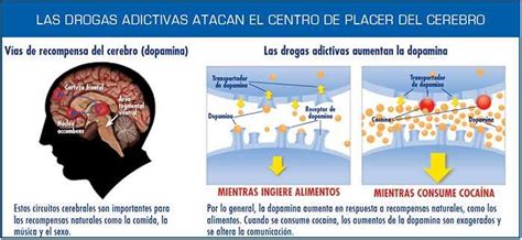 Las Drogas Y El Cerebro National Institute On Drug Abuse Nida