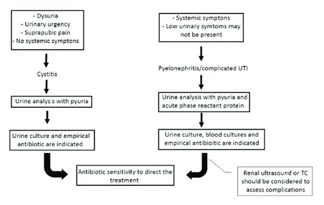 Diagnosis Of Typical Urinary Tract Infection Diagnosis Of Typical