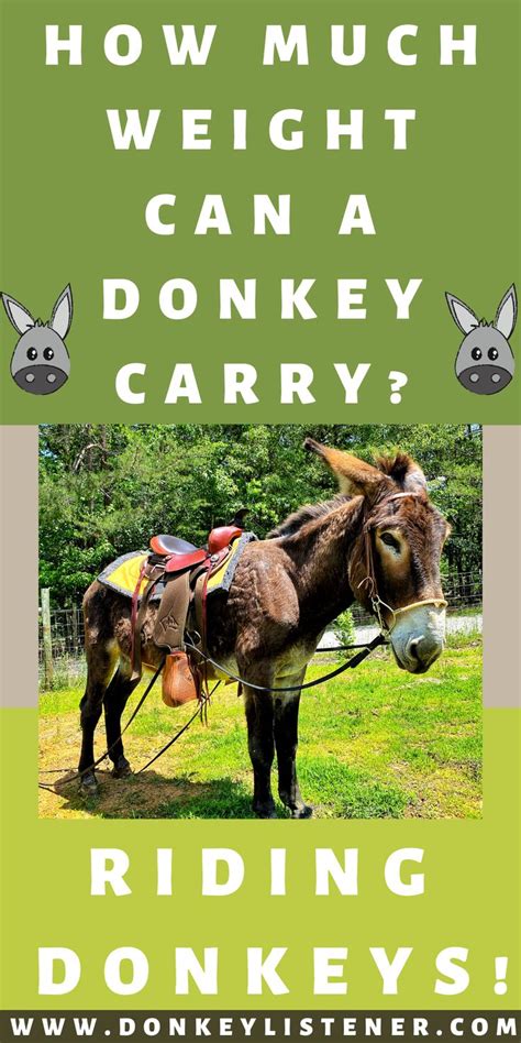 Can You Ride A Donkey Yes But First Know These Things Pet Donkey