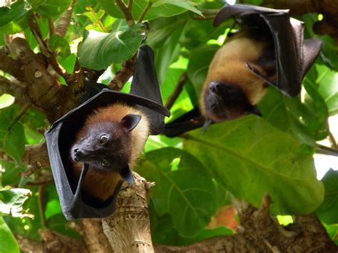 Gordon Grice Flying Foxes