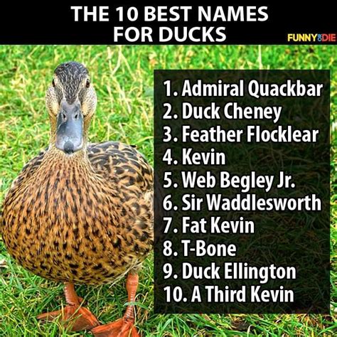 10 Best Names For Ducks Funny Duck Funny Duck Names Duck Memes