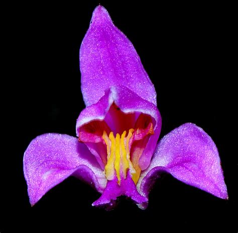 Endemic Orchid Bletia Purpurea Blue Mountains Jamaica Orchids