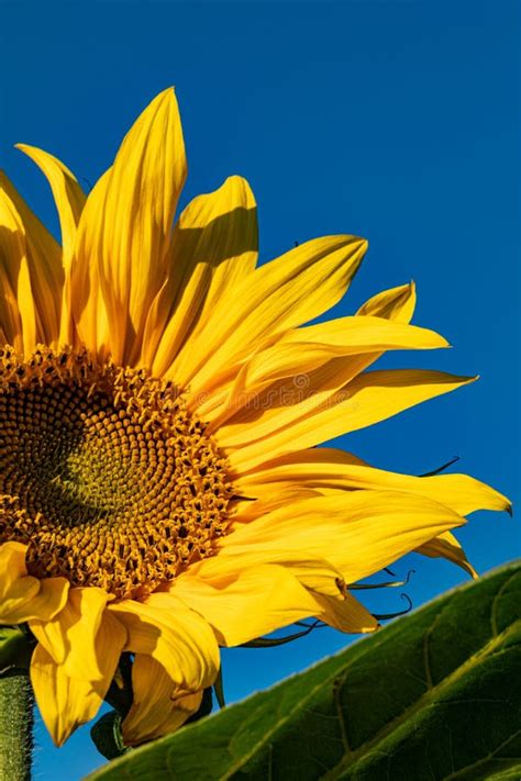Bright Sunflower Blooming Sunflower In The Bright Sunny Day Stock