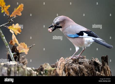 Jay Songbirds Passerines Corvids Garrulus Glandarius Birds Bird