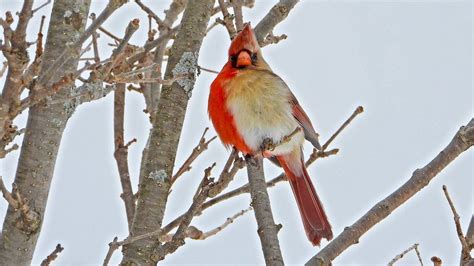 Rare Bird Half Male Half Female Cardinal Snapped In Pennsylvania