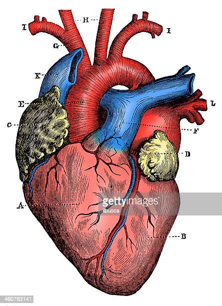 Human Heart Drawing High Res Illustrations Getty Images