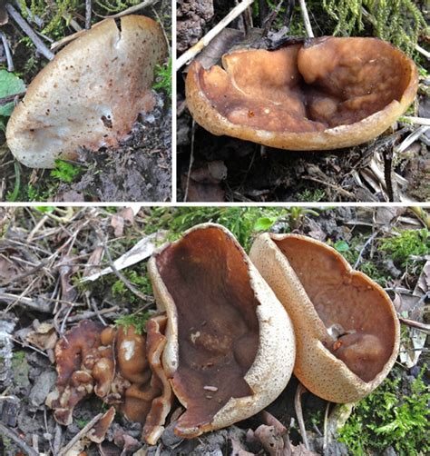 Of Cups And Morels The Mushroom Diary Uk Wild Mushroom Hunting Blog