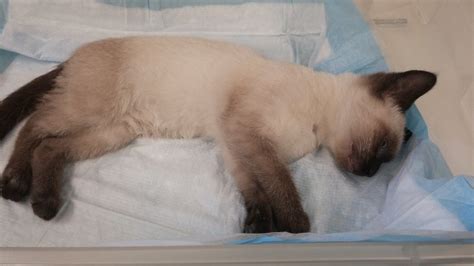 Seal Or Chocolate Point Siamese Thecatsite