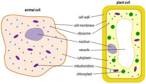 Plant cell diagram animal and plant cell energy cycle vector illustration diagram with. Biology B2 | Biology, Gcse biology, Science classroom