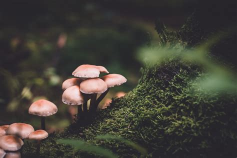 Mushroom Wallpapers