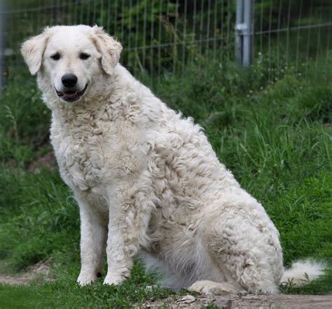 Kuvasz Breed Guide Learn About The Kuvasz
