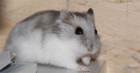 Hamsters Solta Conhe A Mais Sobre Esses E Outros Roedores Fotos Uol Not Cias