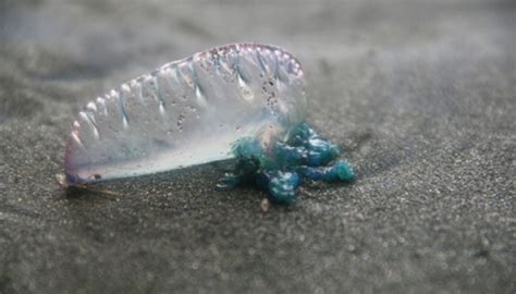 Millions Of Jellyfish Like Creatures Wash Up On Us Beach