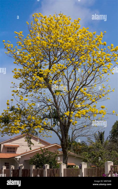 Hermoso árbol De Flores Amarillas El Guayacán árbol Con Grandes