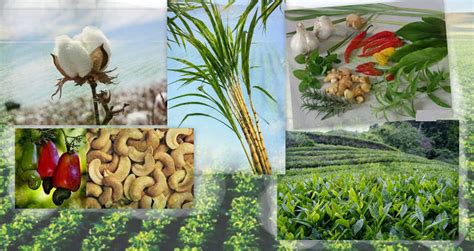 Plantation farming plantation farming was a system of agriculture in which large farms in the american colonies used the enforced labor of slaves to plant and harvest cotton, rice, sugar. GK Questions and Answers on the Plantation Crops in India