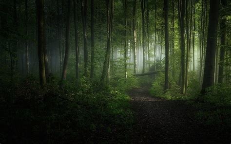 Green Leafed Trees Nature Landscape Morning Forest Path • For You
