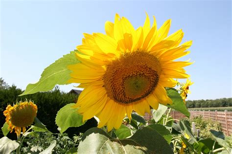 2048x1365 Sunflower Wallpaper For Computer Coolwallpapersme