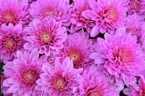 Chrysanthemums Pink Perfection Photograph By Regina Geoghan Fine Art