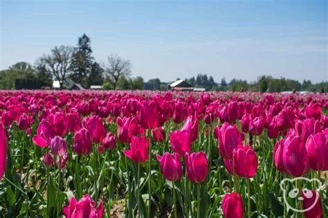 Tulip Fields At Wooden Shoe Tulip Festival Near Portland Oregon