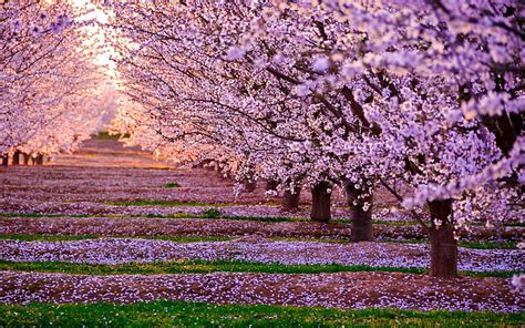 Hd Wallpaper Pink Cherry Blossom Tree Bridge Nature Path Landscape