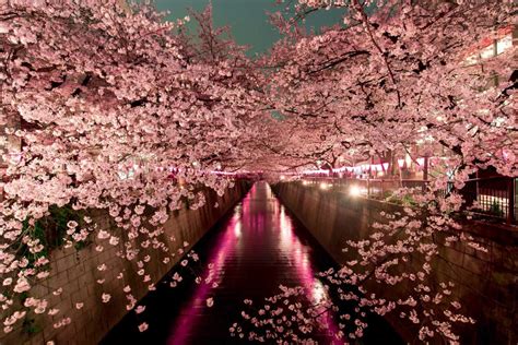 The Beauty Of Cherry Blossom Season In Japan Indotimnet