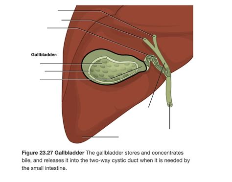 The Gallbladder Quiz