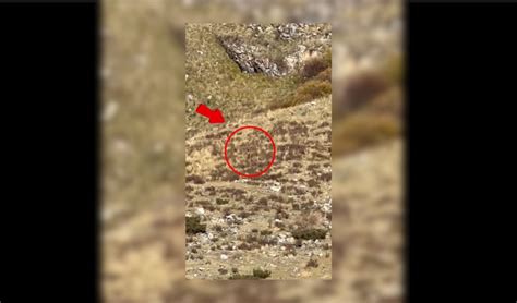 Video Bigfoot ‘spotted In Broad Daylight In Colorado